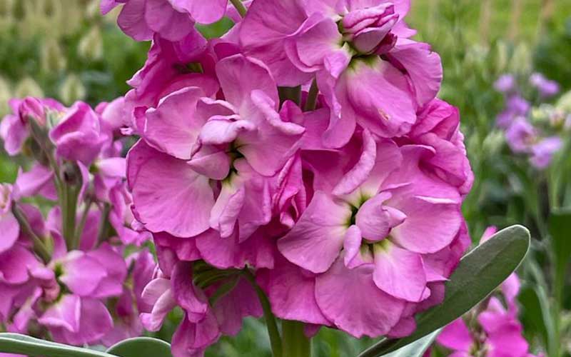 matthiola violier stock the rose seeds