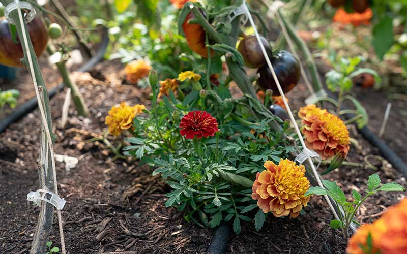 tagetes strawberry blonde between planted the tomatoes