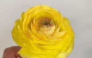 yellow ranunculus flower, pastel lemon mix