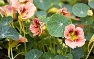 Marienkäfer Rose troaeolum oder nastritium Blumensamen für Ihren Garten