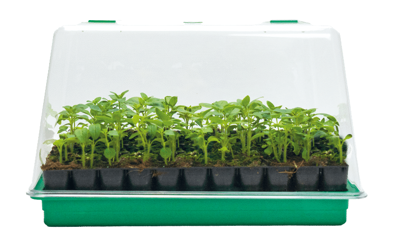 Propagator-with-lid-and-seed-tray-and-plants