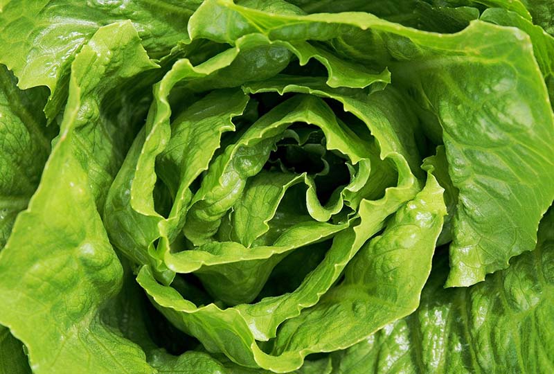 How To Get Rid Of Slugs and Snails In The Garden Lettuce