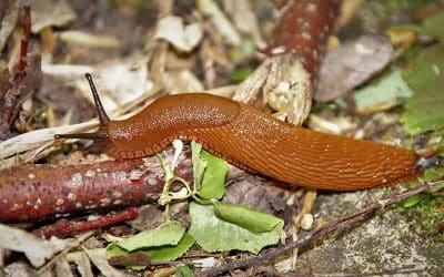 How To Get Rid Of Slugs and Snails In The Garden