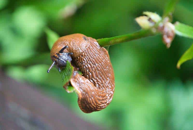How To Get Rid Of Slugs and Snails In The Garden Slug On Plant