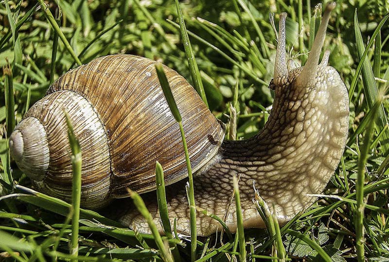 How To Get Rid Of Slugs and Snails In The Garden Snail