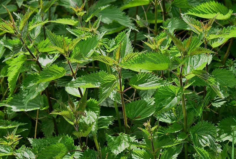 How to win the battle against weeds and make them useful stining nettle