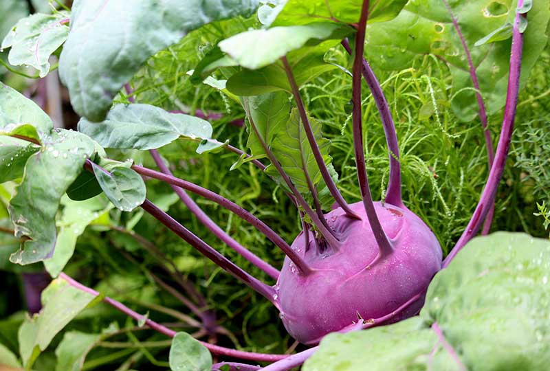 What to sow in august kohlrabi