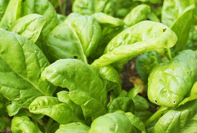 What to sow in august spinach