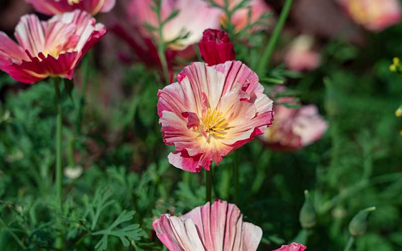 flowering california poppy rose chiffon