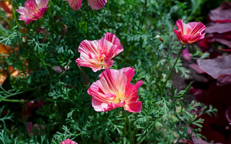 grown from seed california poppy rose chiffon the farm dream garden
