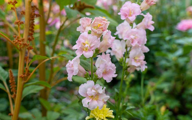 snapdragon madame butterfly pink flower seeds