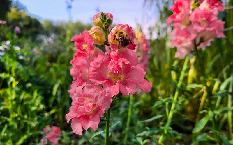 snapdragon madame butterfly rose seeds