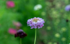 scabiosa oxford blue flowers from seeds