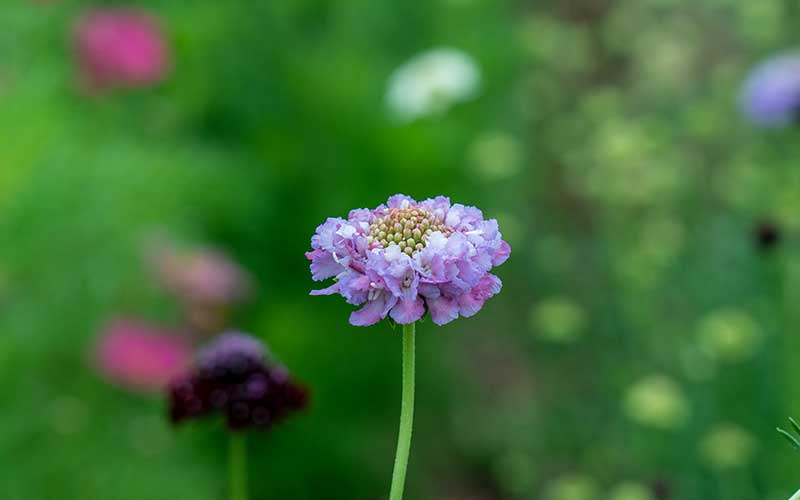 scabiosa oxford blue flowers from seeds