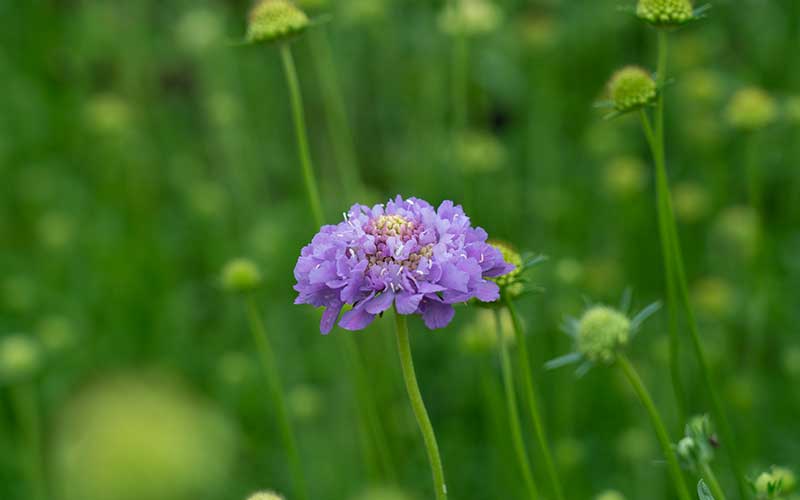 scabiosa plants grown from seeds flowering in the field