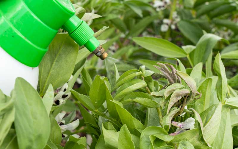 spray for vegetable and fruit garden