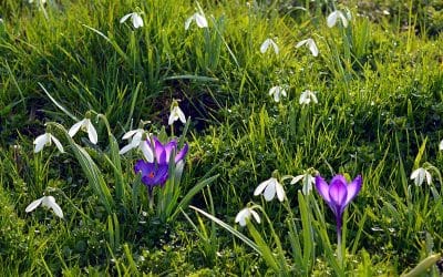 How to plant early flowering spring bulbs in grass to create a meadow