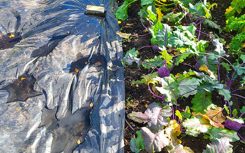 Tarped-of-the-garden-bed-with-landplastic