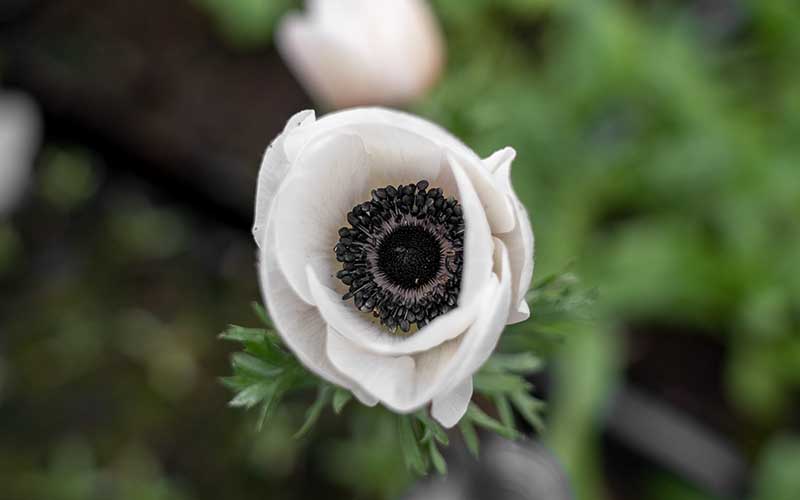 anemone black and white bulbs or corms