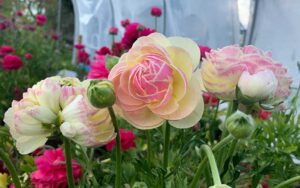 ranunculus corms porcelain with pink and white petals