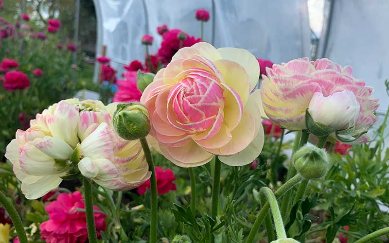 ranunculus corms porcelain with pink and white petals