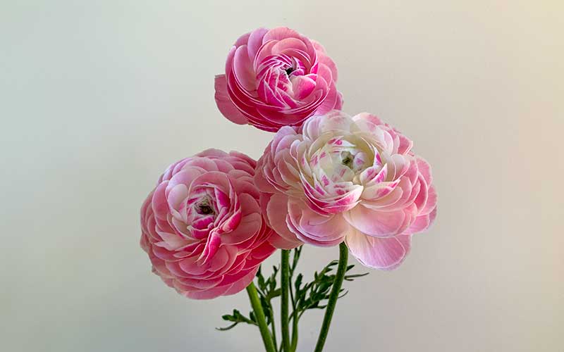 porcelain-ranunculus-flowers