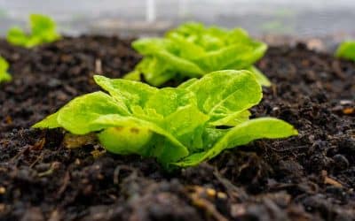 Did you know you can grow lettuce during winter?