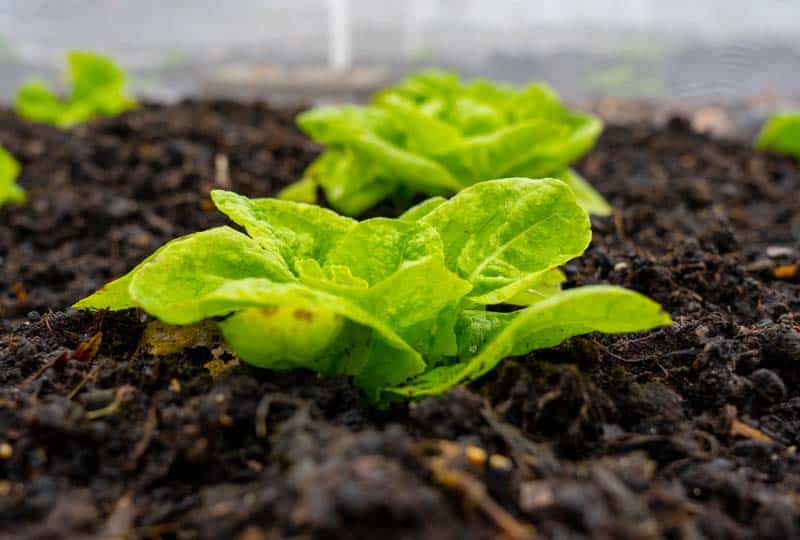 Wussten Sie, dass man Salat auch im Winter anbauen kann?