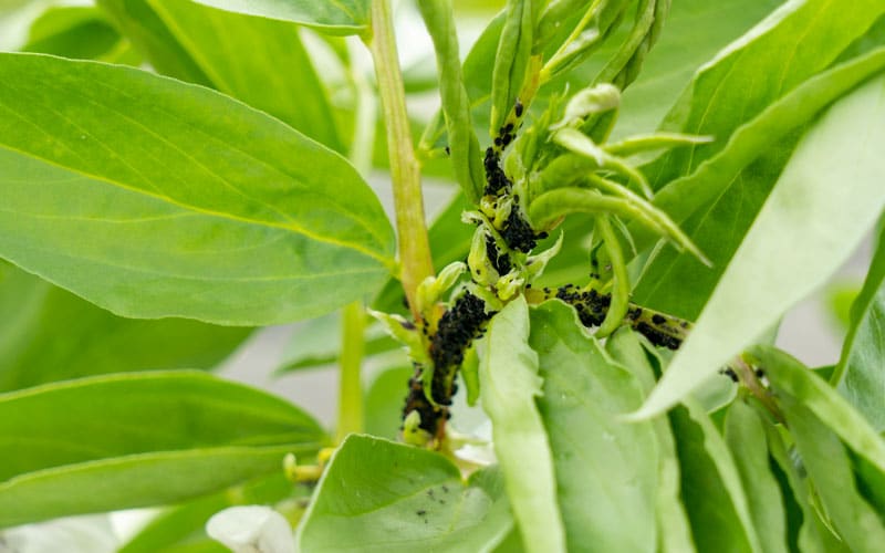 Aphids on broad beans