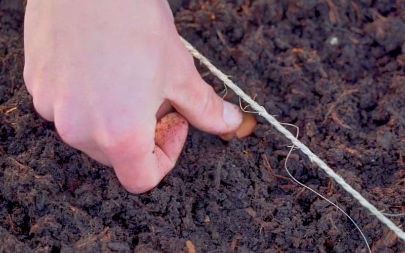Sowing broad beans in compost
