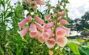 blühender Fingerhut dalmation peach aus Samen gezogen