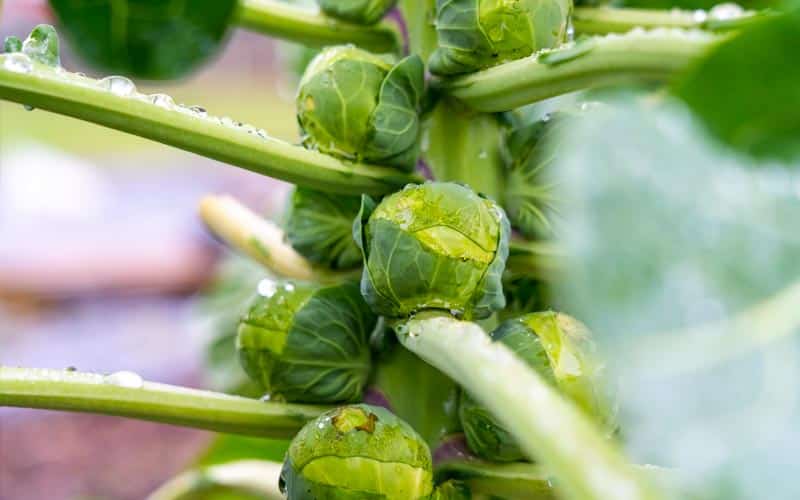 Brussels-sprouts-winter-vegetable