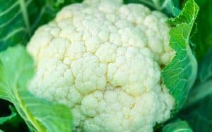 Cauliflower close up