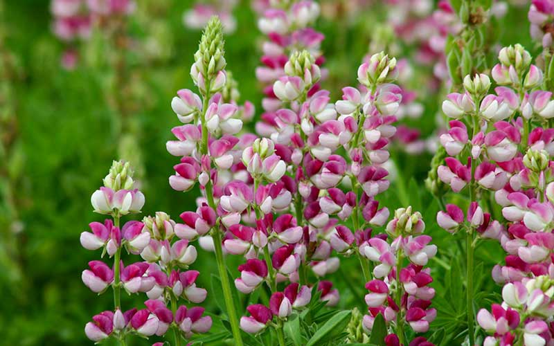 red and white annual lupine seeds variety hartwegii