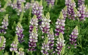 annual flowering lupine lilac and white seeds avalune hartwegii