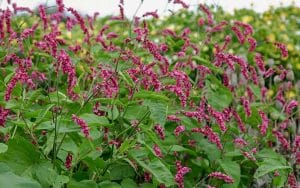 persicaria seeds, variety orientalis cerise pearls with pink colored flowers