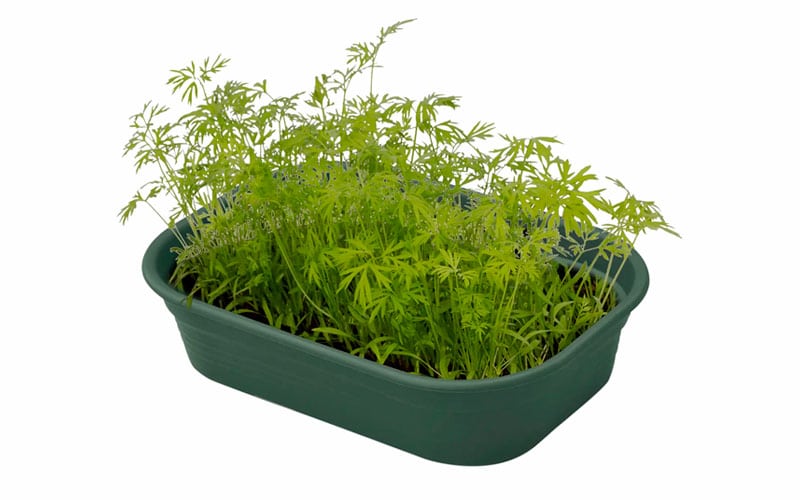 Small Sturdy Green Seed Tray filled