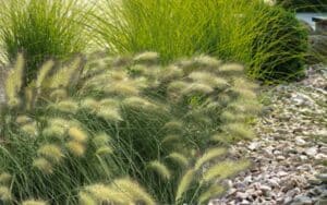 pennisetum fluffy, also know as feather grass
