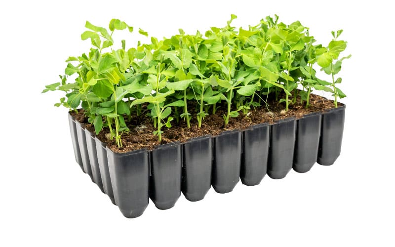 Sturdy Deep 40 Cell Seed Tray Peas