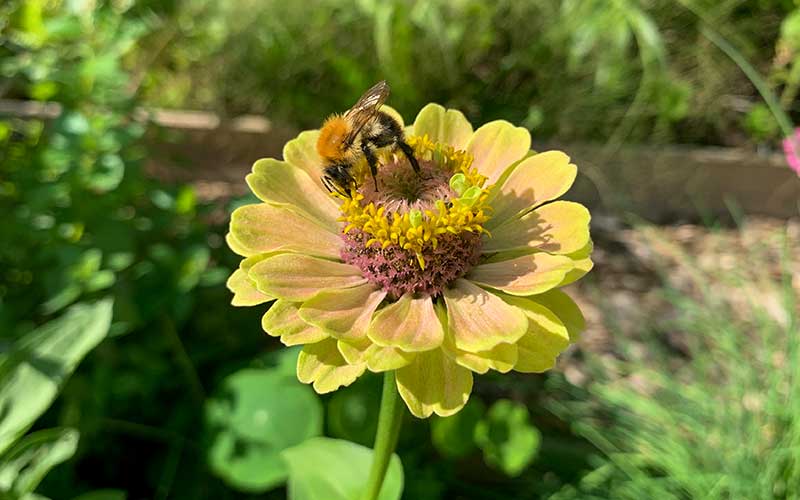zinnia queen lime blush with a bee