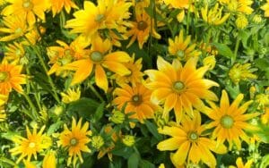 rudbeckia hirta irish eyes, schöne leuchtend gelbe Blüten