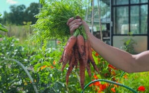 summer harvested nantes carrots