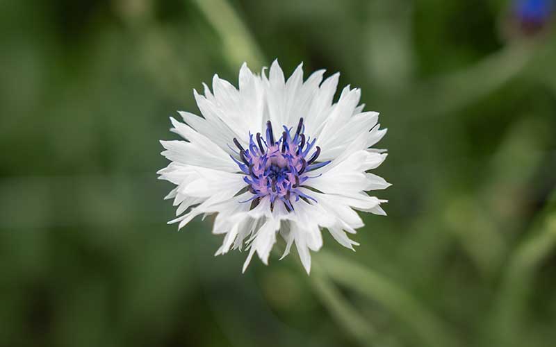 cornflower blue and white classic