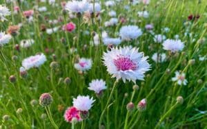 pink to white cornflowers seeds, also known as the classic romantic mix