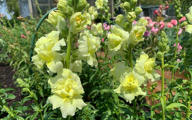 unique pastel yellow double snapdragon madame butterfly