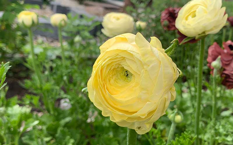 ranunculus with mixed pastel colors