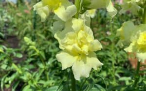 buy seeds of the double snapdragon madame butterfly pastel yellow