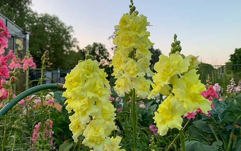 tall stems of beautiful pastel yellow madame butterfly snapdragons