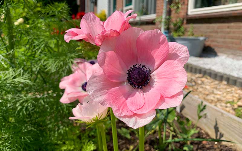 vintage pink anemones to grow from corms
