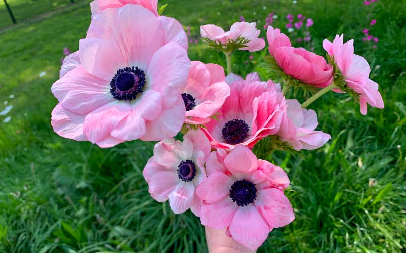 hand vol vers geplukte vintage roze anemonen
